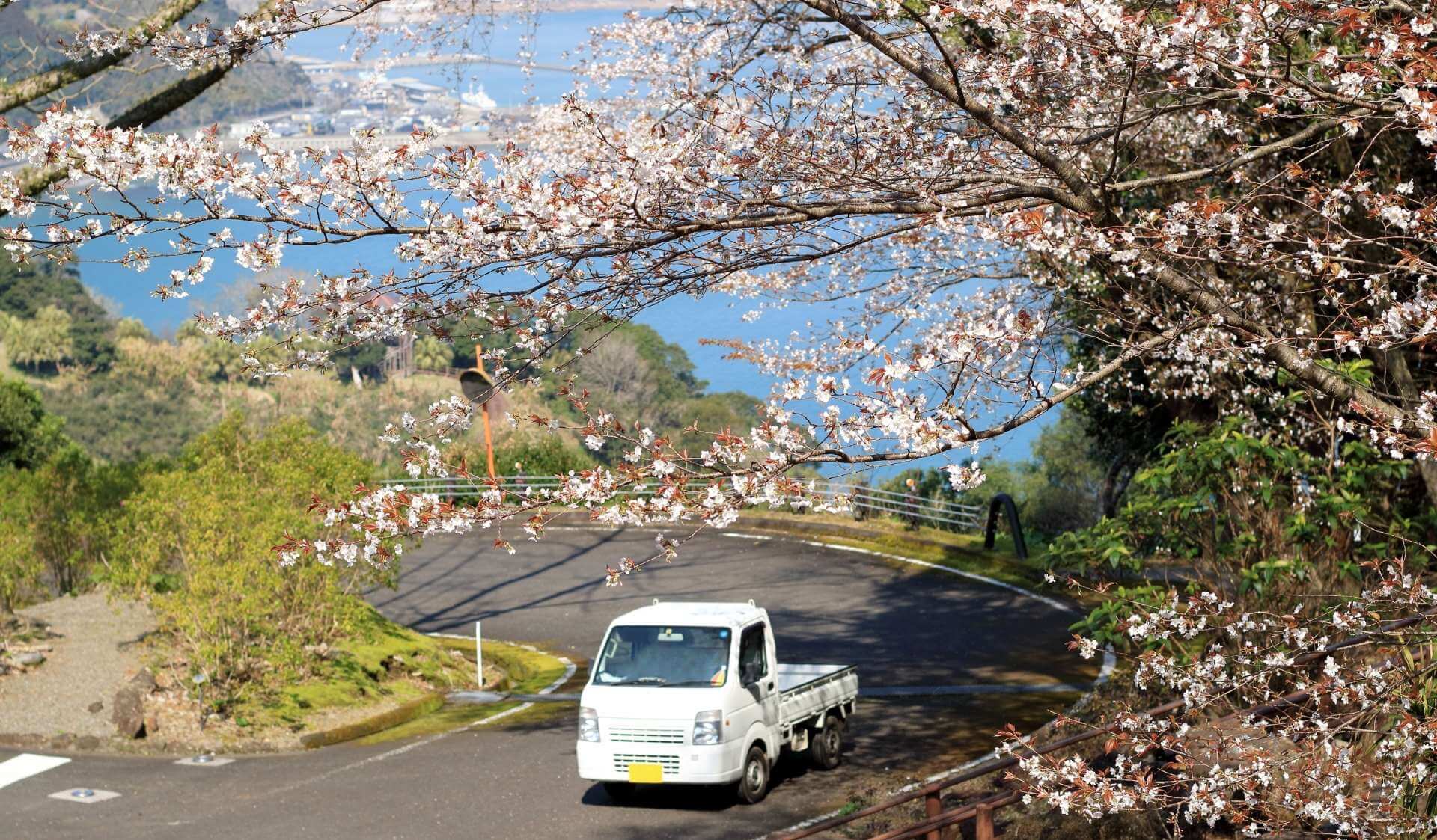 トラックと桜